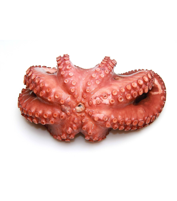 Distributeur alimentaire de POULPE ENTIER NETTOYE 2000/3000 sur cash-alimentaire.com