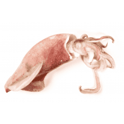Achat en ligne CALMAR ENTIER NETTOYE 10/12 SEDNA sur cash-alimentaire.com