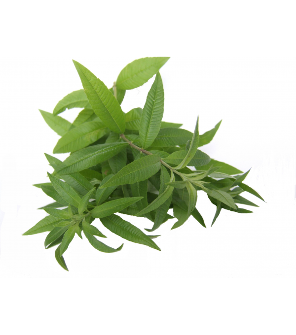 Achat en ligne VERVEINE FRANCE X 5 BRINS LE PAQUET SAVEUR VERTE sur cash-alimentaire.com Achat en ligne VERVEINE FRANCE X 5 BRINS LE PAQUET SAVEUR VERTE sur cash-alimentaire.com
