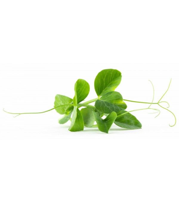 Achat en ligne MICRO POUSSE POIS MANGETOUT 30GR sur cash-alimentaire.com