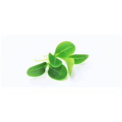 Achat en ligne MICRO POUSSE BOURRACHE 30GR sur cash-alimentaire.com