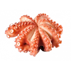 Achat en ligne POULPE ENTIER ROSACE 3000/4500 sur cash-alimentaire.com