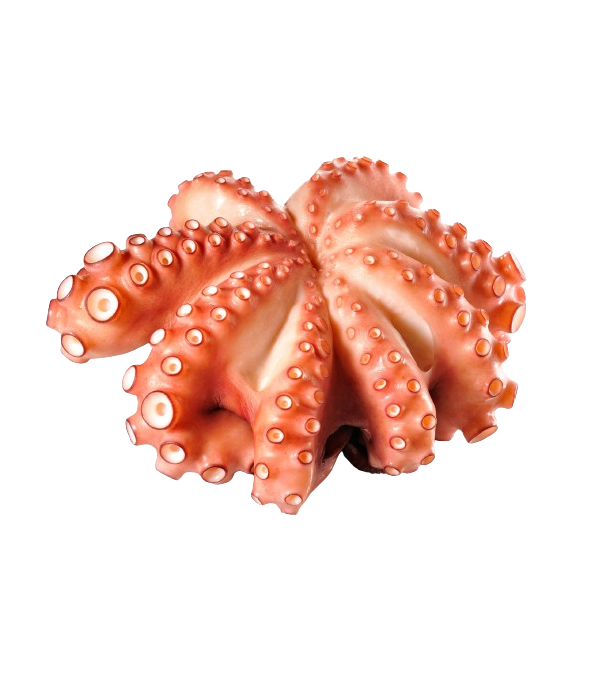 Achat en ligne POULPE ENTIER ROSACE 3000/4500 sur cash-alimentaire.com Achat en ligne POULPE ENTIER ROSACE 3000/4500 sur cash-alimentaire.com