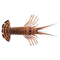 Achat en ligne LANGOUSTE ENTIERE CRUE 575/630 sur cash-alimentaire.com