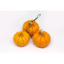 Achat en ligne COURGE JACK BE LITTLE 300GR LA PIECE sur cash-alimentaire.com