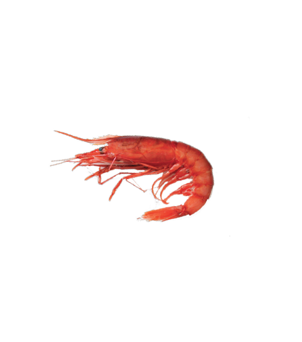 Achat en ligne CREVETTE ENTIERE CRUE SAUVAGE 18/23 1KG sur cash-alimentaire.com
