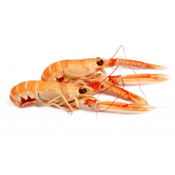 Achat en ligne LANGOUSTINE ENTIERE CRUE 4/7 sur cash-alimentaire.com
