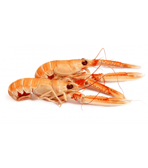 Achat en ligne LANGOUSTINE ENTIERE CRUE 4/7 sur cash-alimentaire.com