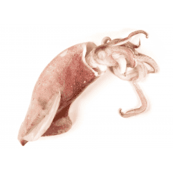 Achat en ligne CALMAR ENTIER BRUT 10/12CM sur cash-alimentaire.com