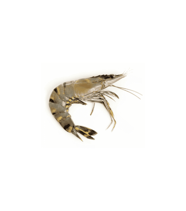 Achat en ligne CREVETTE ENTIERE CRUE 16/20 SAUVAGE 800GR sur cash-alimentaire.com Achat en ligne CREVETTE ENTIERE CRUE 16/20 SAUVAGE 800GR sur cash-alimentaire.com