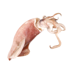 Achat en ligne CALMAR ENTIER BRUT 20/25CM sur cash-alimentaire.com