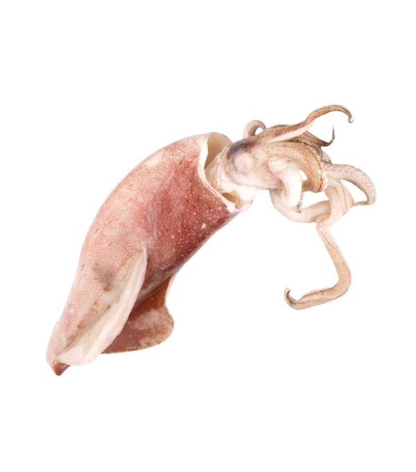 Achat en ligne CALMAR ENTIER BRUT 20/25CM sur cash-alimentaire.com