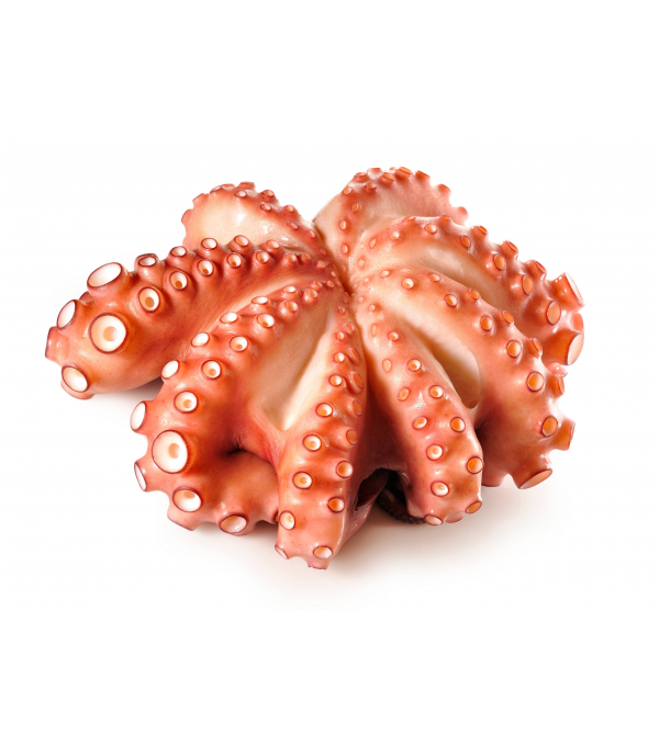 Achat en ligne POULPE ENTIER ROSACE 2000/3000 LE KG sur cash-alimentaire.com