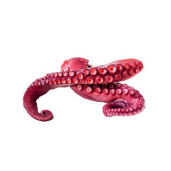 Achat en ligne TENTACULE POULPE CUIT 70/100GR sur cash-alimentaire.com