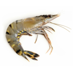 Achat en ligne CREVETTE ENTIERE CRUE 13/15 ELEVAGE 800G sur cash-alimentaire.com
