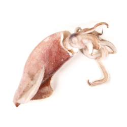 Achat en ligne CALMAR ENTIER BRUT 10/12CM CB BOITE 1 KG sur cash-alimentaire.com