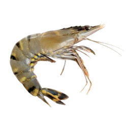 Crevettes Black Tiger entières crues surgelées 8/12 800g Bangladesh