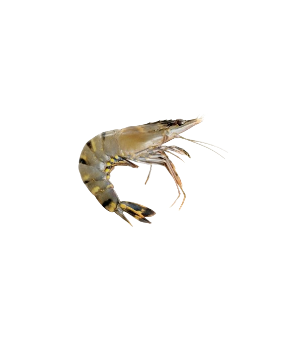 Crevettes Black Tiger entières crues surgelées 8/12 800g Bangladesh