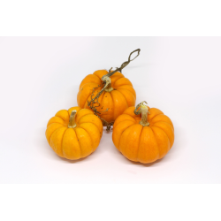 Achat en ligne COURGE JACK BE LITTLE sur cash-alimentaire.com