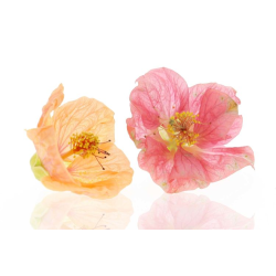 Achat en ligne FLEURS HIBISCUS LE SACHET X150GR VIETNAM sur cash-alimentaire.com