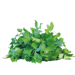 Achat en ligne LIVECHE FRANCE X 5 BRINS LE PAQUET sur cash-alimentaire.com