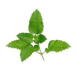 Achat en ligne MELISSE FRANCE X 5 BRINS LE PAQUET sur cash-alimentaire.com