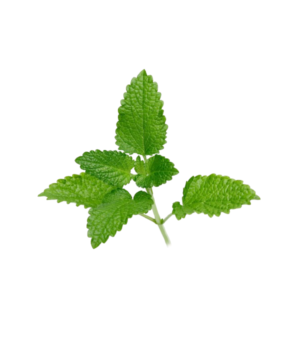 Achat en ligne MELISSE FRANCE X 5 BRINS LE PAQUET sur cash-alimentaire.com