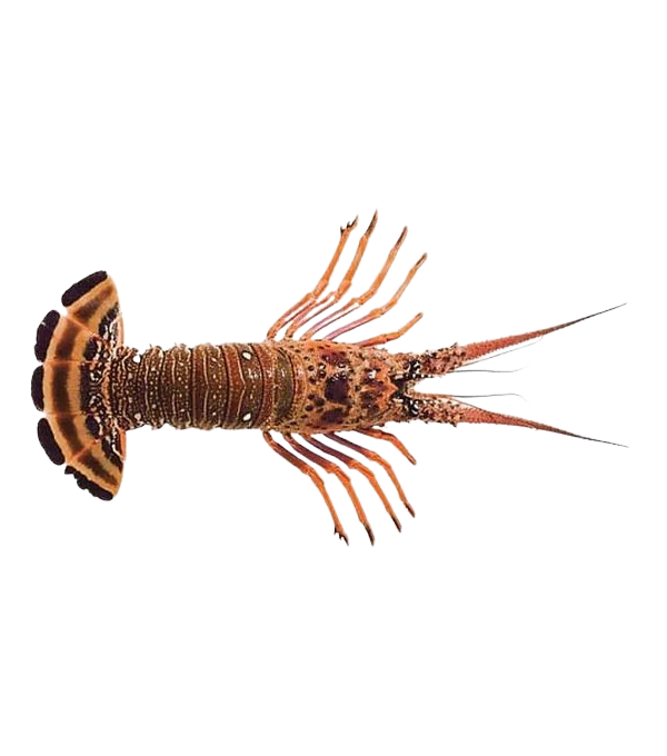 Achat en ligne LANGOUSTE ENTIERE CRUE 630/690 sur cash-alimentaire.com