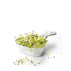 Achat en ligne GERME DE POIREAUX 100GR sur cash-alimentaire.com