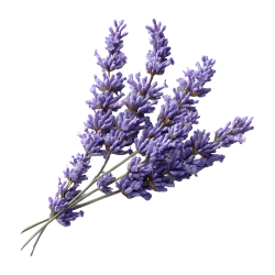 Achat en ligne LAVANDE FRANCE 30GR  sur cash-alimentaire.com