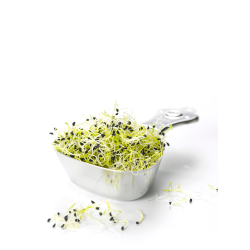 Achat en ligne GERME MIXTE HOLLANDE 50GR sur cash-alimentaire.com