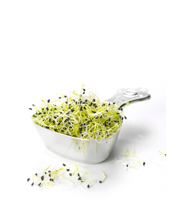 Achat en ligne GERME MIXTE HOLLANDE 50GR sur cash-alimentaire.com