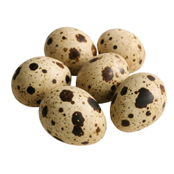 Achat en ligne OEUF DE CAILLE 16/18GR FRANCAIS sur cash-alimentaire.com