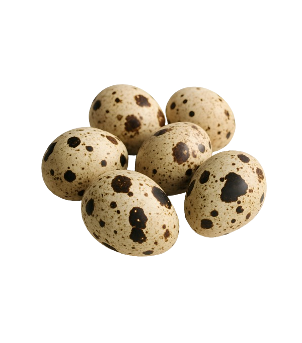 Achat en ligne OEUF DE CAILLE 16/18GR FRANCAIS sur cash-alimentaire.com