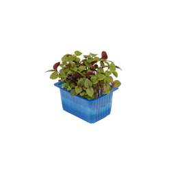 Achat en ligne SHISO MIXED LA BARQUETTE sur cash-alimentaire.com