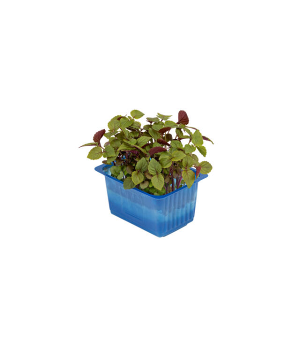 Achat en ligne SHISO MIXED LA BARQUETTE sur cash-alimentaire.com