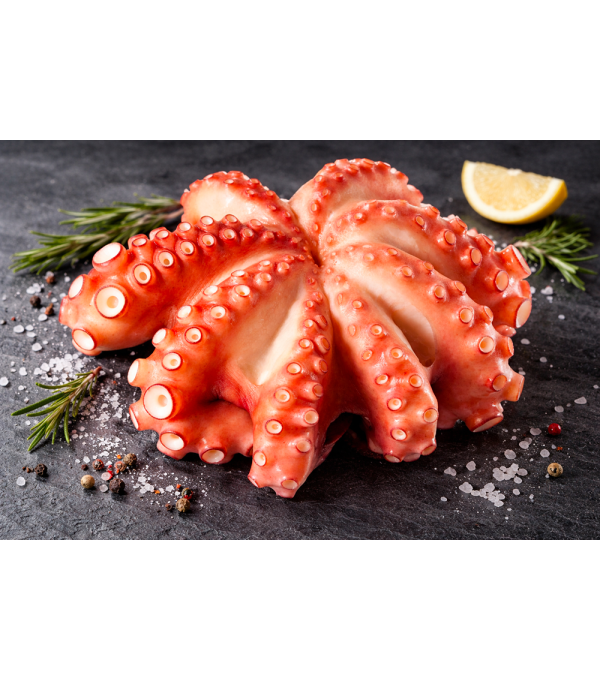 Poulpe entier nettoyé surgelé 1,5/2kg King Octopus – Octopus vulgaris FAO34
