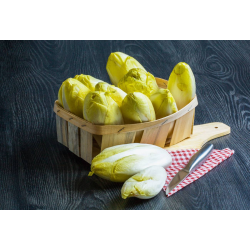 Destockage ENDIVE JAUNE TOMABEL - cash-alimentaire.com
