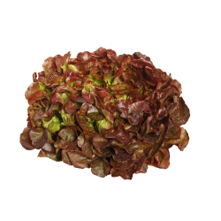 Destockage FEUILLE DE CHENE ROUGE PLEINE TERRE CASE - cash-alimentaire.com