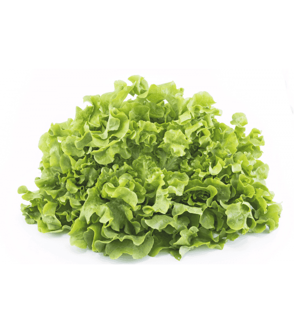 Destockage FEUILLE DE CHENE BLONDE CASE - cash-alimentaire.com