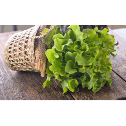 Destockage FEUILLE DE CHENE BLONDE CASE - cash-alimentaire.com