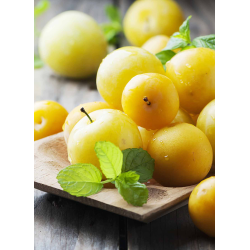 Destockage PRUNE MIRABELLE BOYER - cash-alimentaire.com