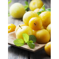 Destockage PRUNE JAUNE VIGNOLA - cash-alimentaire.com
