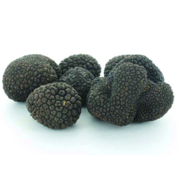 Destockage TRUFFE NOIRE FRAICHE SACCHI TARTUFI - cash-alimentaire.com