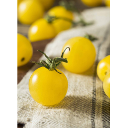Destockage TOMATE CERISE JAUNE CASE - cash-alimentaire.com