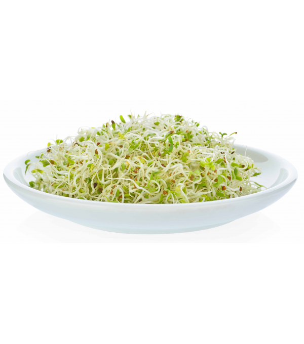 Destockage ALFALFA GERME DE LUCERNE VANDERPLAS - cash-alimentaire.com