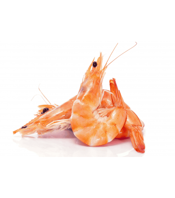 CREVETTE ENTIERE CUITE 40/60 BOITE 2KG PEROU / EQUATEUR CREVETTE ENTIERE CUITE 40/60 BOITE 2KG PEROU / EQUATEUR