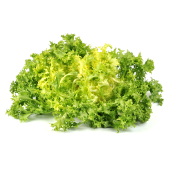 Achat en ligne SALADE FRISEE SOLEIL ROY - cash-alimentaire.com
