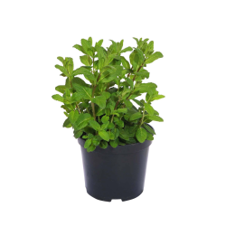 Destockage MENTHE PIEDS CASE - cash-alimentaire.com