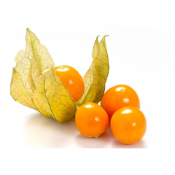 Destockage PHYSALIS LIGHT FRUITS - cash-alimentaire.com
